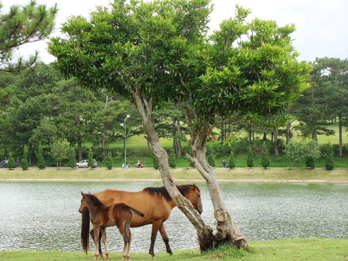 Hồ nước, ngựa, người và xe