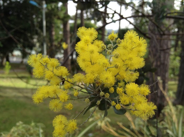 Mimosa đã lạ hóa những mi môi xa từng đóa...