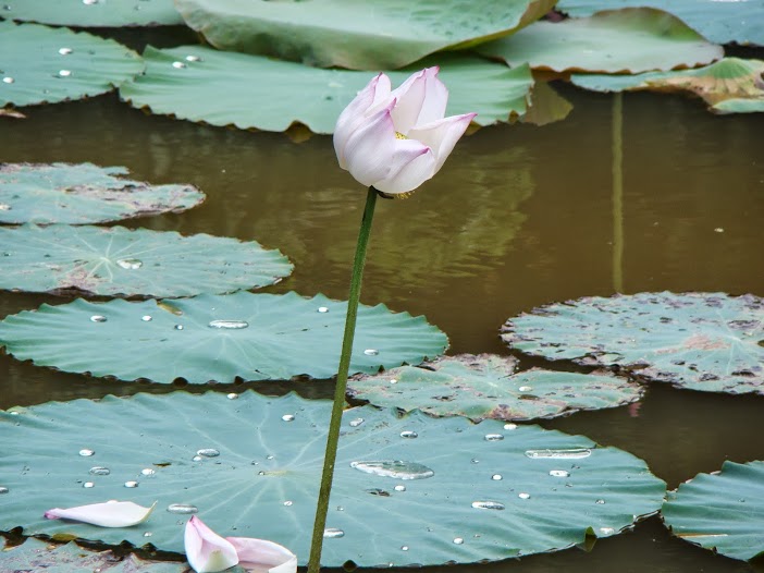 Những ý nghĩ nặng trịch như nổi khổ đau từ dòng sông Mịch La đổ tràn vào ngày Thất Tịch